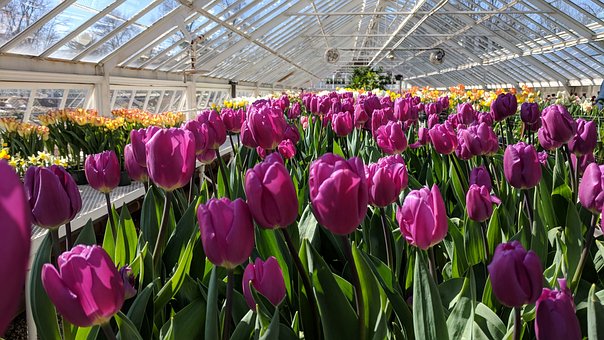 Майнинг в Нидерландах помогает выращивать тюльпаны